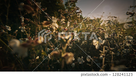 Silene Latifolia Subsp. Alba. Formerly Melandrium Album. White Campion Is A Dioecious Flowering Plant In The Family Caryophyllaceae, Native To Most Of Europe, Western Asia And Northern Africa 128241123