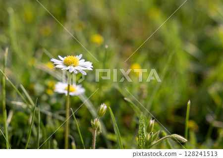 Vibrant white daisy flower blooming in lush green meadow, symbolizing spring's beauty, natural freshness, growth, and the peaceful simplicity of nature Vibrant white daisy flower blooming in lush green meadow, symbolizing spring's beauty, natural freshness, growth, and the peaceful simplicity of nature 128241513