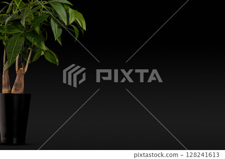 Decorative money tree plant in black pot with copy space on dark background Decorative money tree plant in black pot with copy space on dark background 128241613