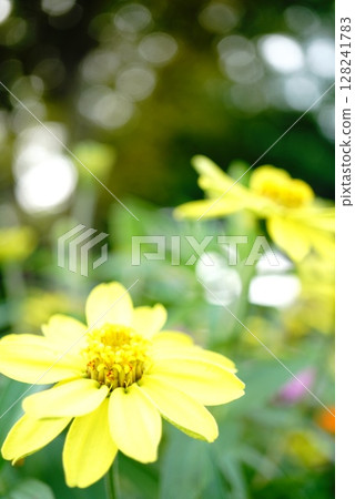 Yellow Bear Yellow Bear 128241783