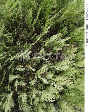 Cypress plants as border grown 128242257
