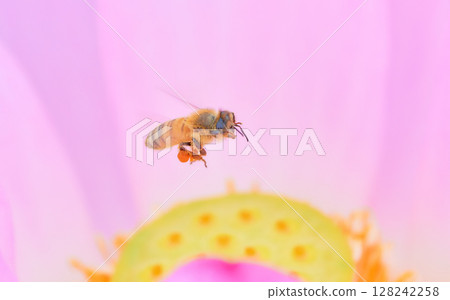 A honeybee flying among pink lotus flowers 128242258