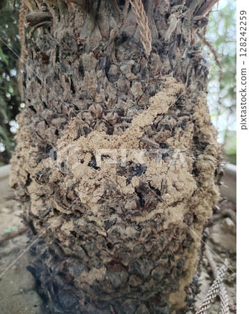 Termite on sago palm trunk 128242259