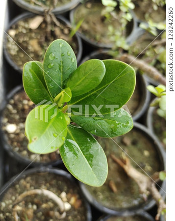 Ficus microcarpa glossy leaves pic Ficus microcarpa glossy leaves pic 128242260