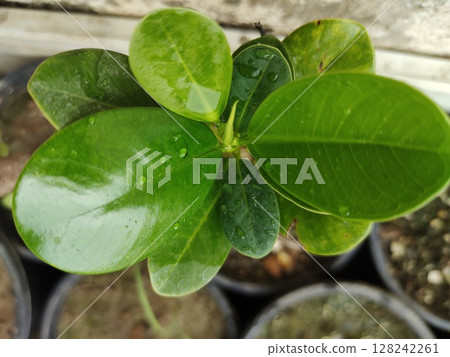 Ficus microcarpa glossy leaves pic Ficus microcarpa glossy leaves pic 128242261