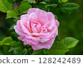 beautiful pink rose flower in the garden 128242489