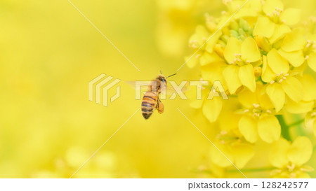 A honeybee hovering to collect pollen from rapeseed flowers 128242577
