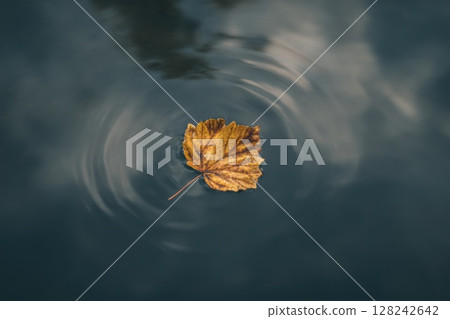 A golden autumn leaf floats peacefully on still water, creating soft ripples in a calm and moody nature scene perfect for seasonal and poetic visuals 128242642