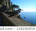 Seabirds I spotted while traveling in Europe 128242650