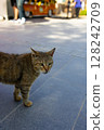 striped stray cat on the street 128242709