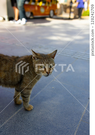 striped stray cat on the street 128242709