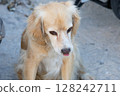 beige spaniel dog in the street 128242711