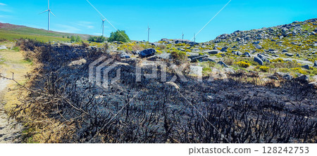 View of the aftermath of a forest fire against a background of green hills and wind turbines in the distance. Concept of sustainable energy, climate change or renewable energy. View of the aftermath of a forest fire against a background of green hills and wind turbines in the distance. Concept of sustainable energy, climate change or renewable energy. 128242753