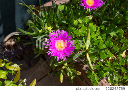 Carpobrotus edible on the flower bed 128242769