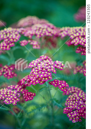 Red Common Yarrow flowers. Ornamental plant Achillea millefolium (Paprika) in bloom in garden. Red Common Yarrow flowers. Ornamental plant Achillea millefolium (Paprika) in bloom in garden. 128243305