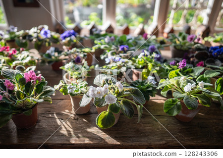 Violets pansies in botanical shop, diverse plant species for purchase. Flower market stock sale Violets pansies in botanical shop, diverse plant species for purchase. Flower market stock sale 128243306