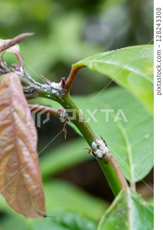 Crawling insects attack vegetation, forming white cotton like clusters while draining life from host 128243308
