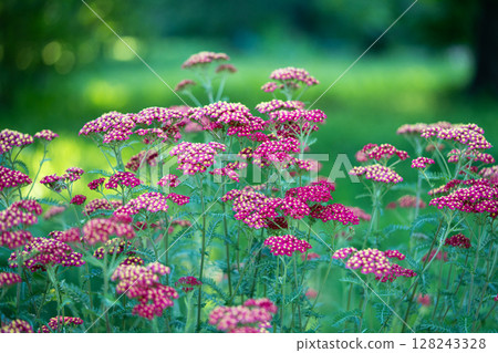 Red Common Yarrow flowers. Ornamental plant Achillea millefolium (Paprika) in bloom in garden. Red Common Yarrow flowers. Ornamental plant Achillea millefolium (Paprika) in bloom in garden. 128243328
