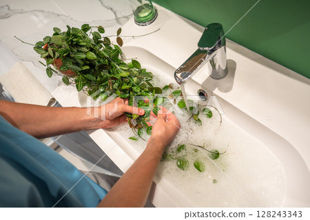 Man washes Dischidia Ovata plant with warm water and soap in sink to clean dust stuck to leaves 128243343