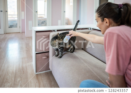 Employee at pet hotel brushes cat with steam comb on sofa. Feline care, grooming, removal brush Employee at pet hotel brushes cat with steam comb on sofa. Feline care, grooming, removal brush 128243357