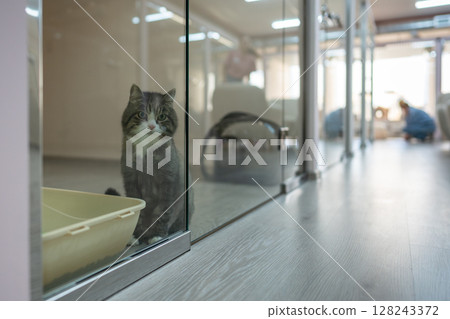 Lonely cat waits for owners in cat hotel room. Animal boarding, pet care, hospitality and shelter 128243372