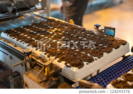 Filling of seedpots with peat soil mixture, growing vegetables and greens for sale in greenhouse. 128243378