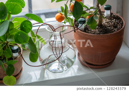 Self-watering system. Houseplant suck up water through tubes submerged in a vase of water closeup. Self-watering system. Houseplant suck up water through tubes submerged in a vase of water closeup. 128243379