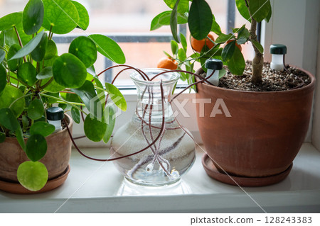 Self-watering system. Houseplant suck up water through tubes submerged in a vase of water closeup. 128243383