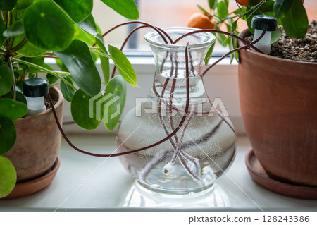 Vase on windowsill with hoses from automatic drip irrigation system for home potted plants. Vase on windowsill with hoses from automatic drip irrigation system for home potted plants. 128243386