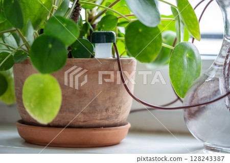 Self-watering system. Houseplant suck up water through tubes submerged in a vase of water closeup. Self-watering system. Houseplant suck up water through tubes submerged in a vase of water closeup. 128243387