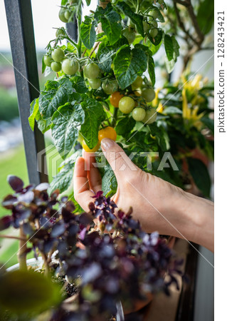 Closeup of woman arm picking crop of homegrown yellow tomato cherry plants in pots on balcony Closeup of woman arm picking crop of homegrown yellow tomato cherry plants in pots on balcony 128243421