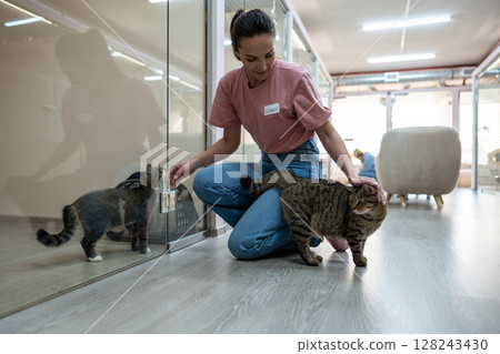 Cats interact through glass partition in pet hotel rooms. Smiling woman worker introduce new animals Cats interact through glass partition in pet hotel rooms. Smiling woman worker introduce new animals 128243430