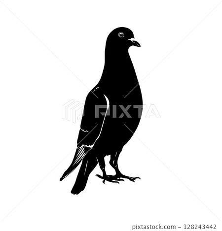 Silhouette of a pigeon in black and white on white background. 128243442