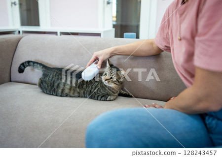 Employee at pet hotel brushes cat with steam comb on sofa. Feline care, grooming, removal brush Employee at pet hotel brushes cat with steam comb on sofa. Feline care, grooming, removal brush 128243457