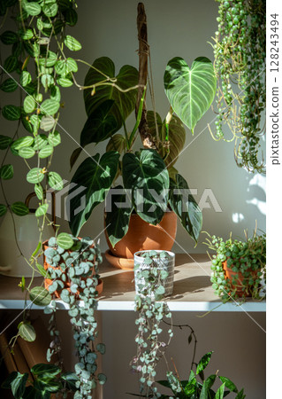 Home interior with potted plants - Philodendron Splendid, Peperomia, Ceropegia, Dischidia ovata Home interior with potted plants - Philodendron Splendid, Peperomia, Ceropegia, Dischidia ovata 128243494