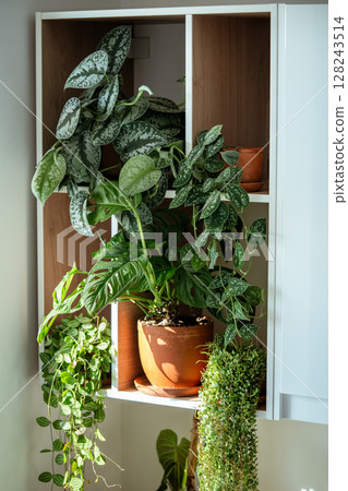Home interior with ornamental potted plants - Scindapsus, Peperomia, Monstera, Dischidia ovata, Home interior with ornamental potted plants - Scindapsus, Peperomia, Monstera, Dischidia ovata, 128243514