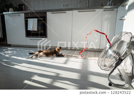 Overheated lazy cat lying on floor, escapes from heat with help of fan looking on red ribbon on wind 128243522