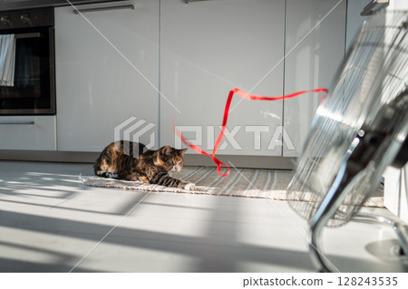 Overheated lazy cat lying on floor, escapes from heat with help of fan looking on red ribbon on wind 128243535