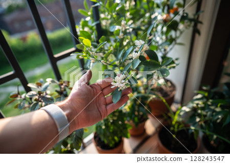 Man hand touching blooming citrus tangerine tree with fragrant scented flowers on balcony at home 128243547