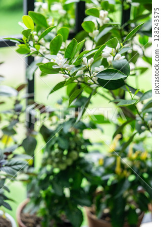 Blooming potted citrus calamondin tree with fragrant scented flowers on balcony at home, top view 128243575