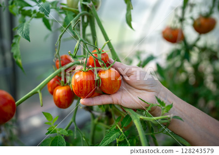 Home grown tomatoes. Arm harvesting vegetables while inspecting plant health in controlled climate.  128243579