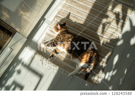Lazy sleepy calico cat lying on jute carpet, resting and relaxing. Pet at home. 128243580