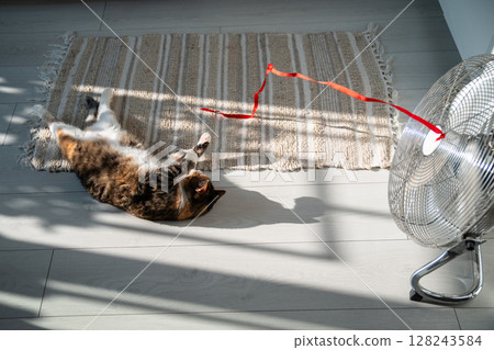 Playful cat lying on the floor, escapes from heat with help of fan, playing with red ribbon on wind. 128243584