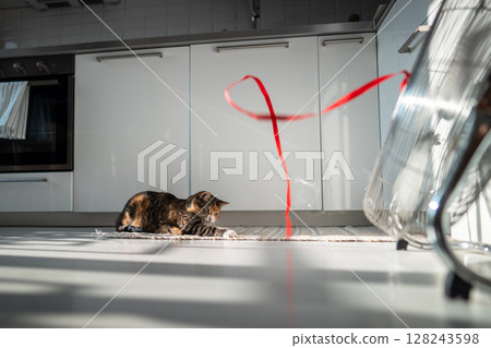 Playful cat lying on the floor, escapes from heat with help of fan, playing with red ribbon on wind. 128243598