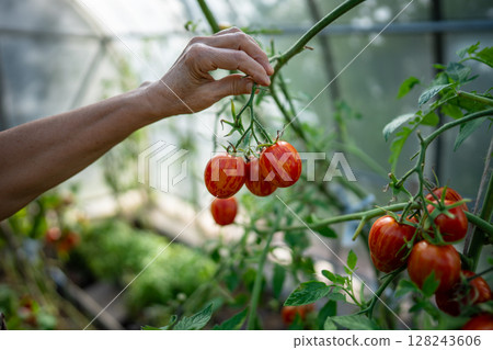 Hand of gardener picking tomato twig in greenhouse, ripe fruits checking. Crop harvest, plant care Hand of gardener picking tomato twig in greenhouse, ripe fruits checking. Crop harvest, plant care 128243606