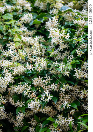 Bushes of blooming scented Jasminum officinale. Common jasmine during flowering in spring.  128243609