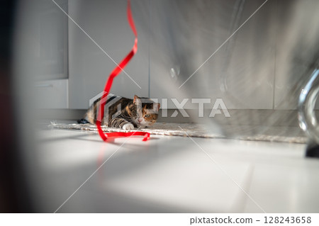 Playful cat lying on the floor, escapes from heat with help of fan, playing with red ribbon on wind. 128243658