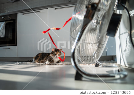 Overheated cat lying on the floor, escapes from heat with help of fan, looking on red ribbon on wind 128243695