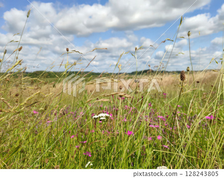 Horizontal photo of wildflowers, a wild field of summer grasses, a sunny summer day, and white clouds. Summer landscape, Russian field, Pskov, Mikhailovskoye Horizontal photo of wildflowers, a wild field of summer grasses, a sunny summer day, and white clouds. Summer landscape, Russian field, Pskov, Mikhailovskoye 128243805