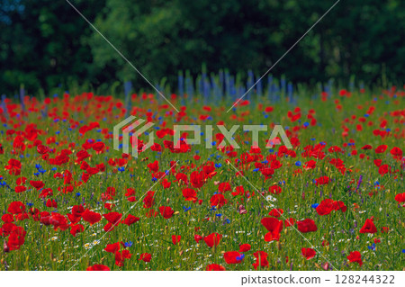 Red poppies meadow in Lithuania Red poppies meadow in Lithuania 128244322
